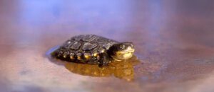 western swamp turtle