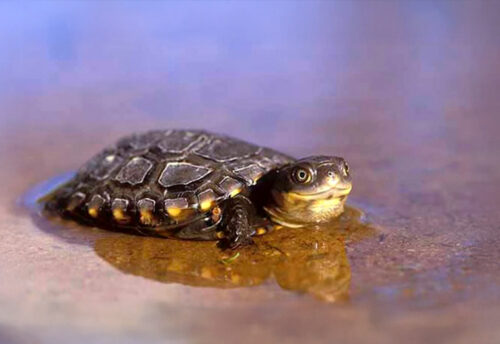 western swamp turtle