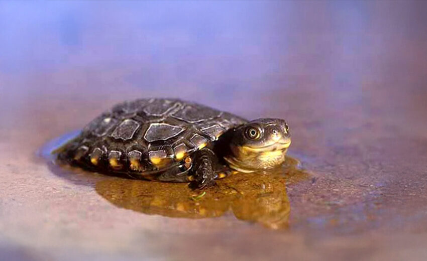 western swamp turtle