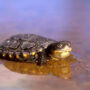western swamp turtle