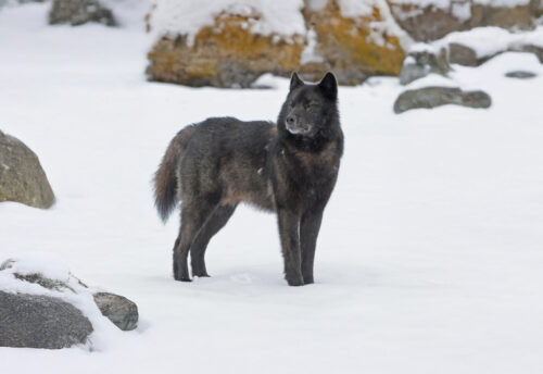 Alexander Archipelago wolf