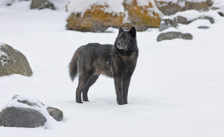 Alexander Archipelago wolf