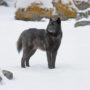 Alexander Archipelago wolf