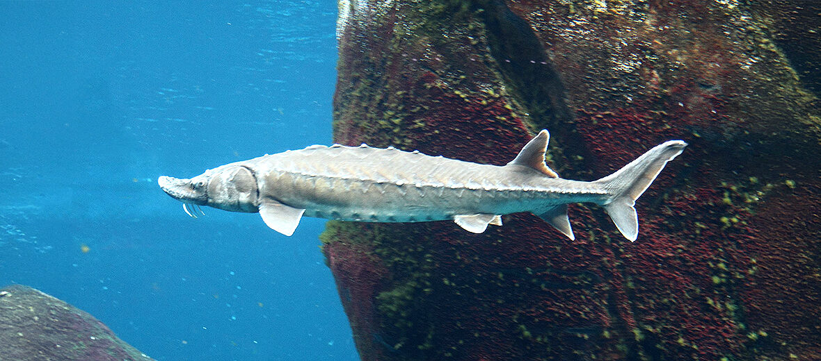 Atlantic sturgeon