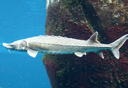 Atlantic sturgeon