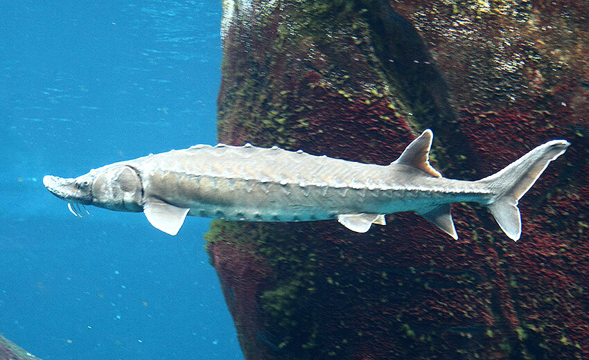 Atlantic sturgeon