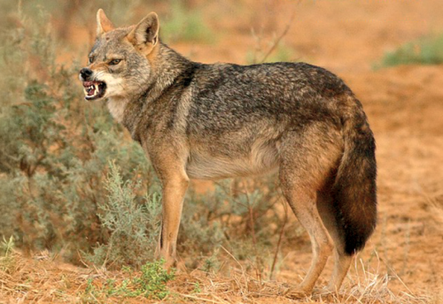 African wolf