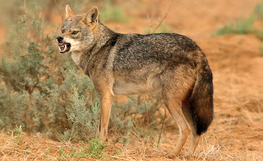 African wolf