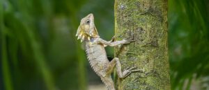 Boyd's forest dragon