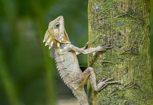 Boyd's forest dragon