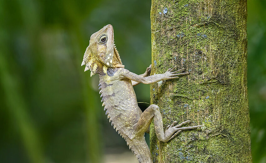 Boyd's forest dragon