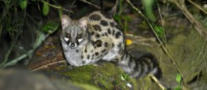 Cape genet
