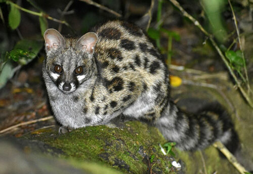 Cape genet