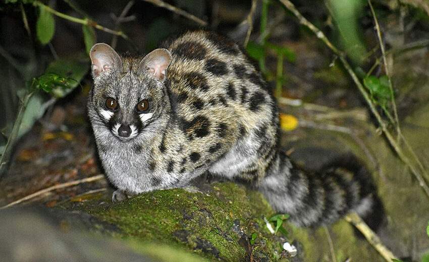 Cape genet