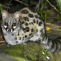 Cape genet
