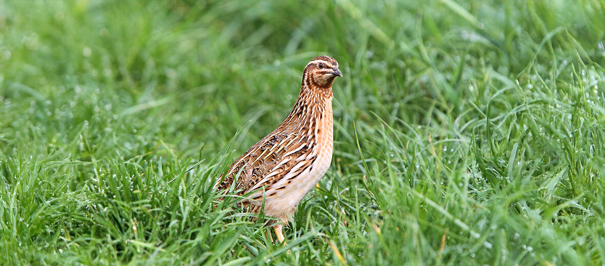 common quail
