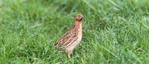 common quail