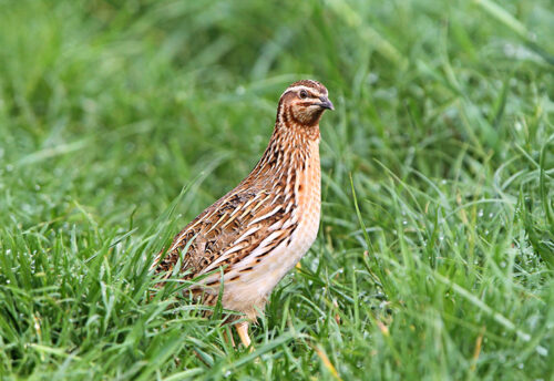 common quail