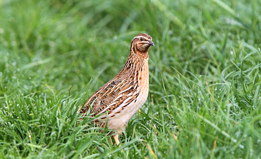 common quail
