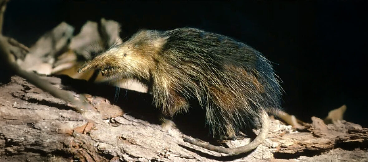 Cuban solenodon