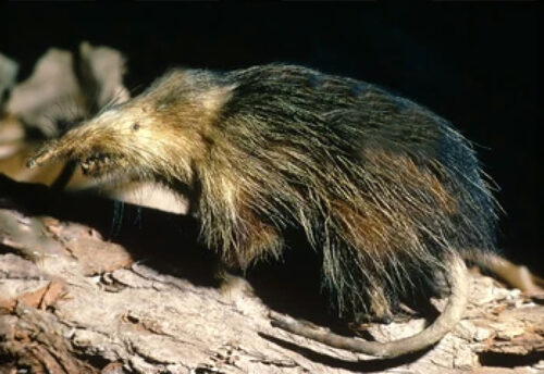 Cuban solenodon