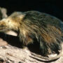 Cuban solenodon