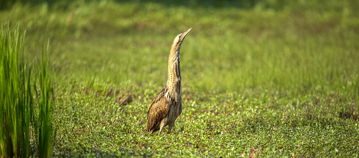 Eurasian bittern