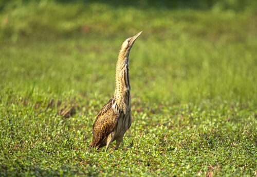 Eurasian bittern