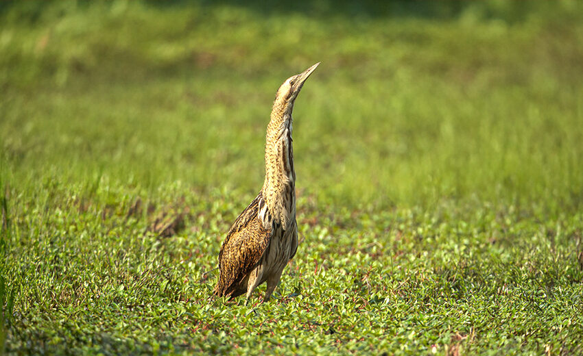 Eurasian bittern