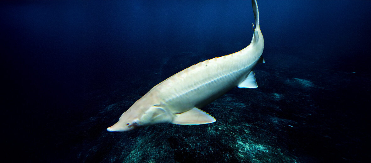 European sea sturgeon