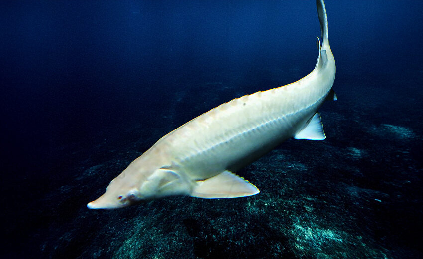 European sea sturgeon