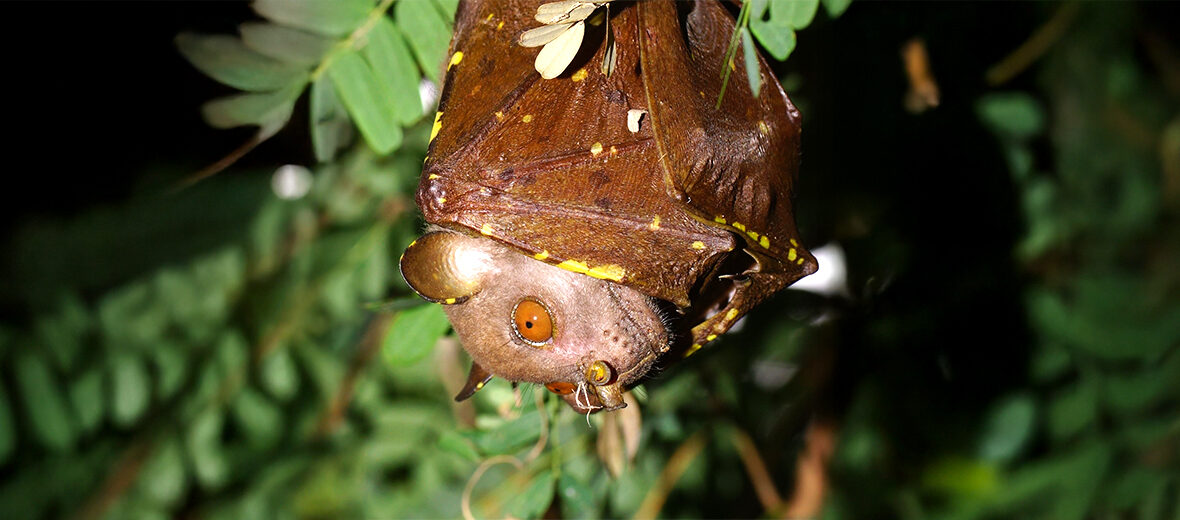eastern tube-nosed bat