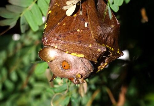 eastern tube-nosed bat