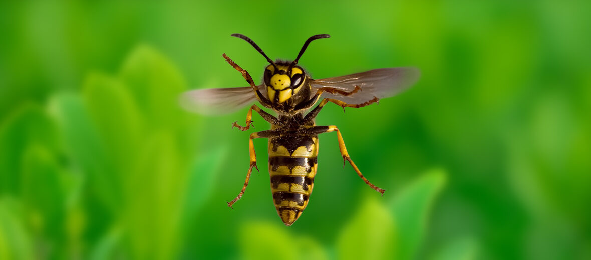 European wasp