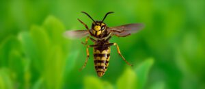 European wasp