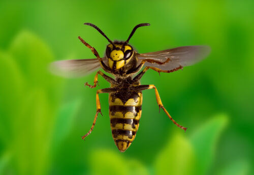 European wasp