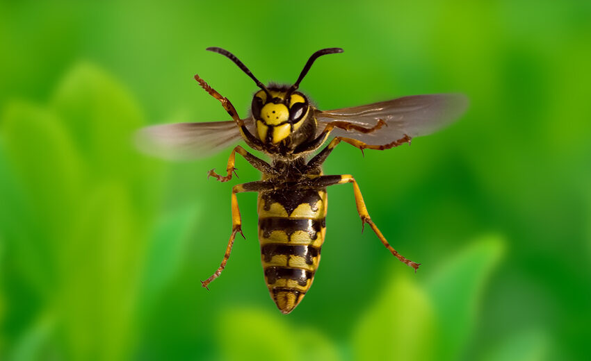 European wasp