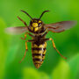 European wasp