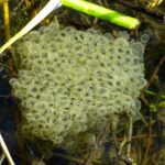 Frog Spawn