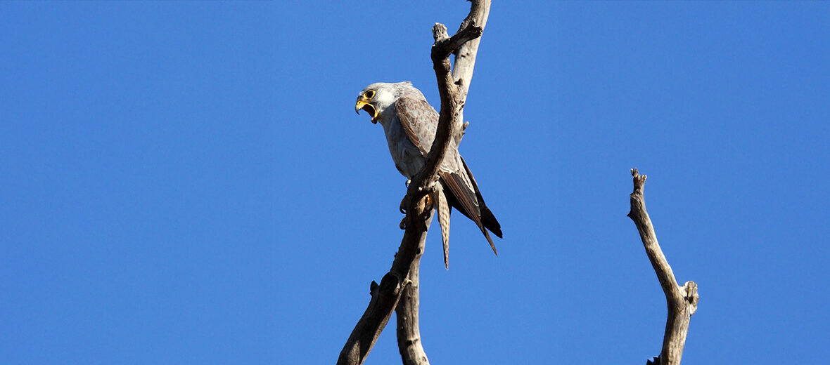 grey falcon