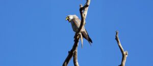 grey falcon