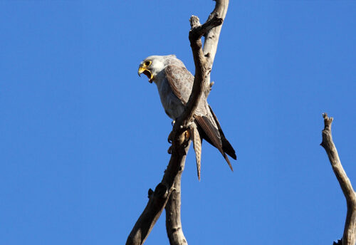 grey falcon