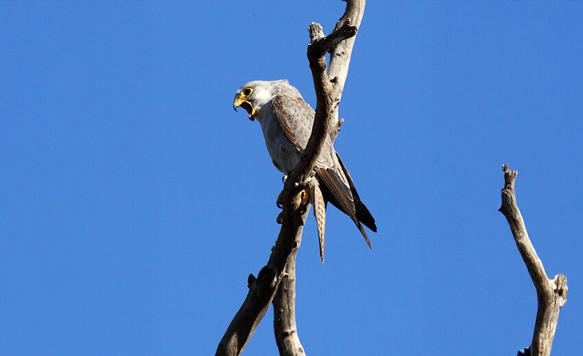 grey falcon