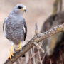 gray hawk