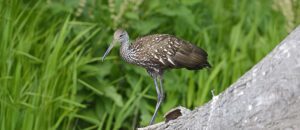 limpkin