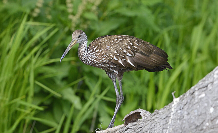 limpkin