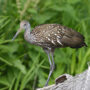 limpkin