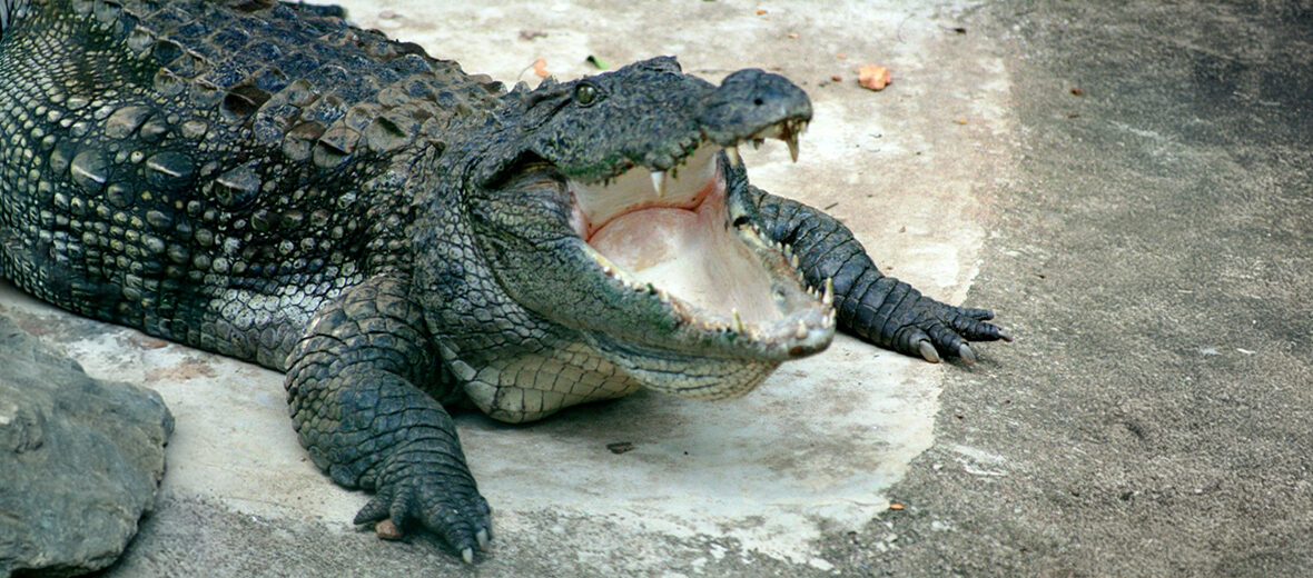 mugger crocodile
