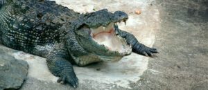 mugger crocodile