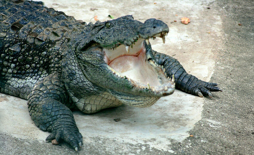 mugger crocodile